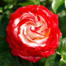 Red rose flower for Valentine's Day