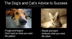 Dog and cat advice to success