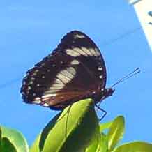 Butterfly of success